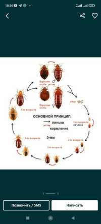 Уничтожение насекомых клопов тараканов комаров Астана