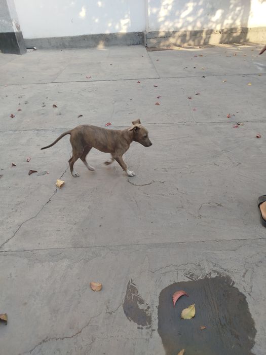 Toza it pid bul narx 300.000 ming kelshamiz qiz bola