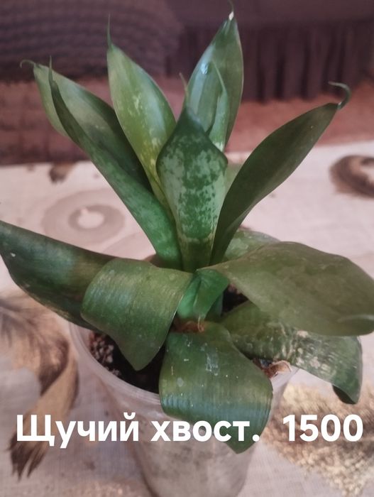 Распродажа!!!комнатные растения