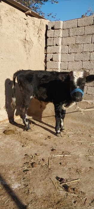 Букачалар сотилади соглом иштаха чётки