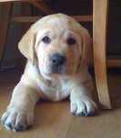 Labrador Retriever de vanzare auriu, ideal pentru familii/transport