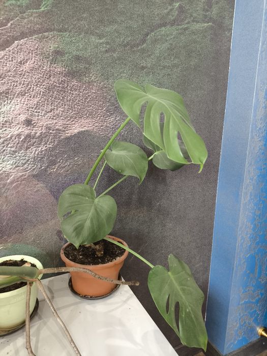 Продам комнатное растение монстера