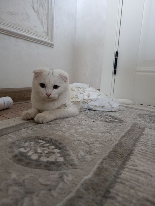 Zotdor Mushuk Sotiladi