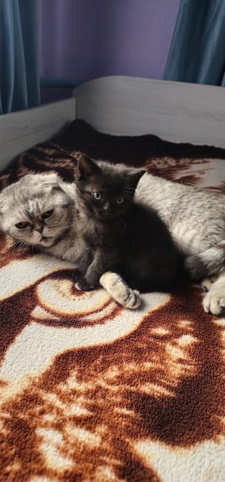 Скоттиш страит котёнок