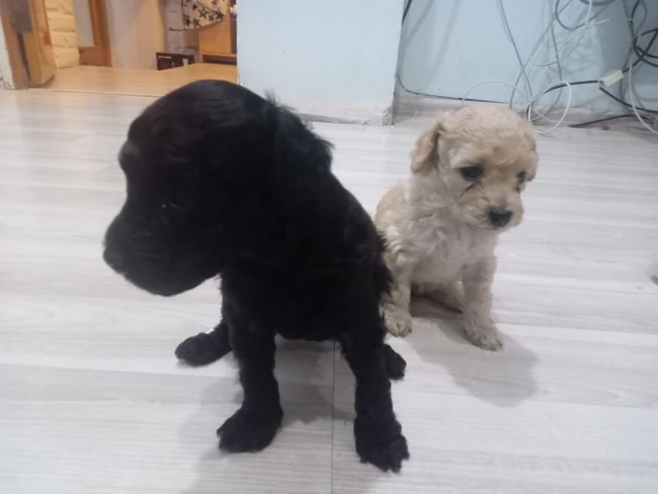 Продаем щенков Той Пуделя