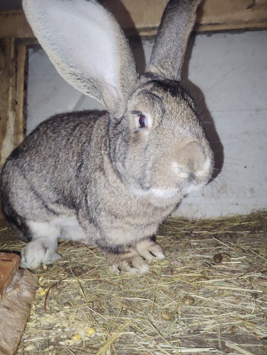 Vând iepuroi urecheați