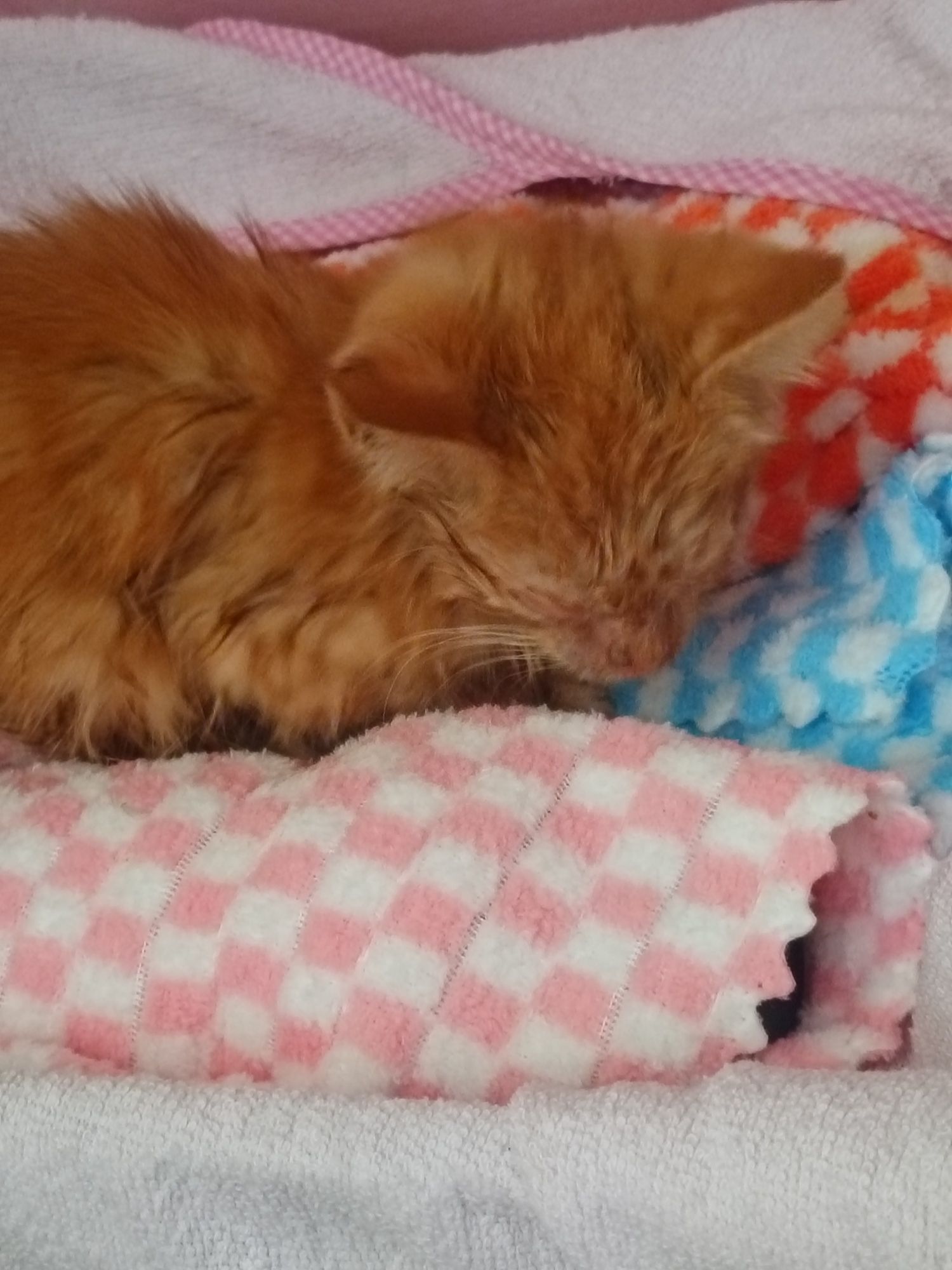 Рыжий котёнок мальчик срочно ищет любящих хозяев