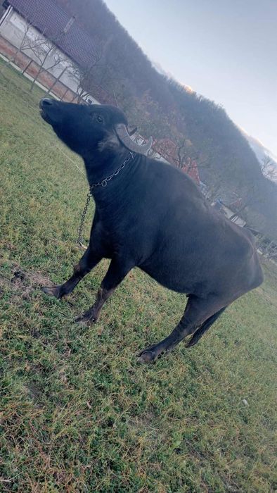 Vand bivolita pentru tinut sau pentru taiat!