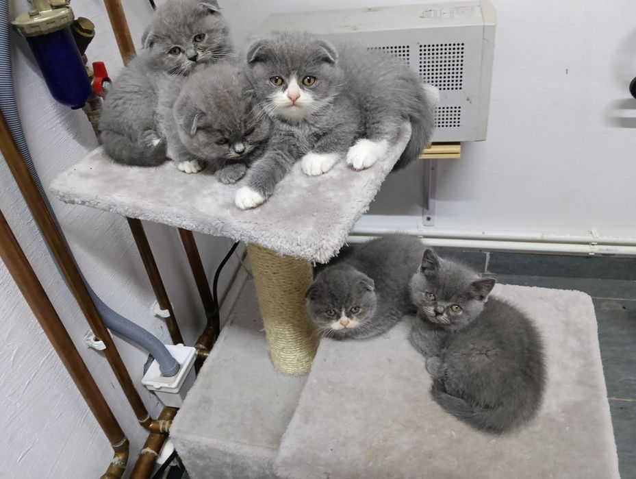 Pisica Scottish Fold
