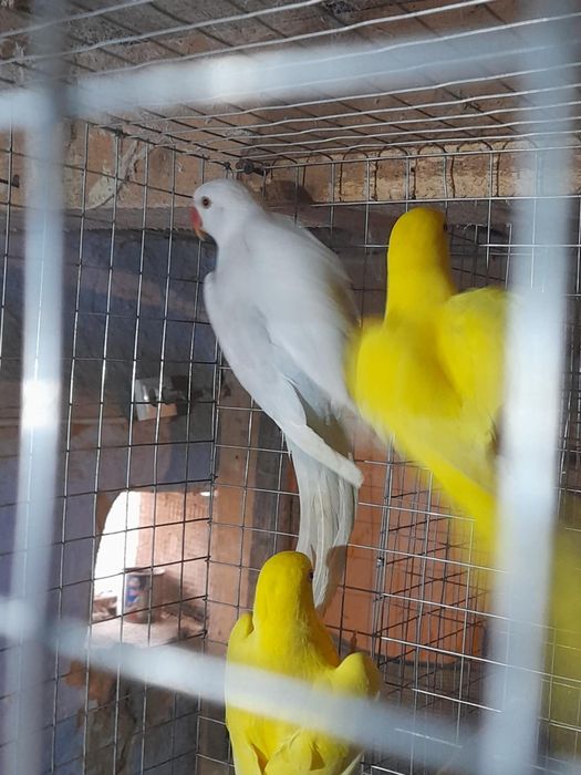 Păsări exotice de companie