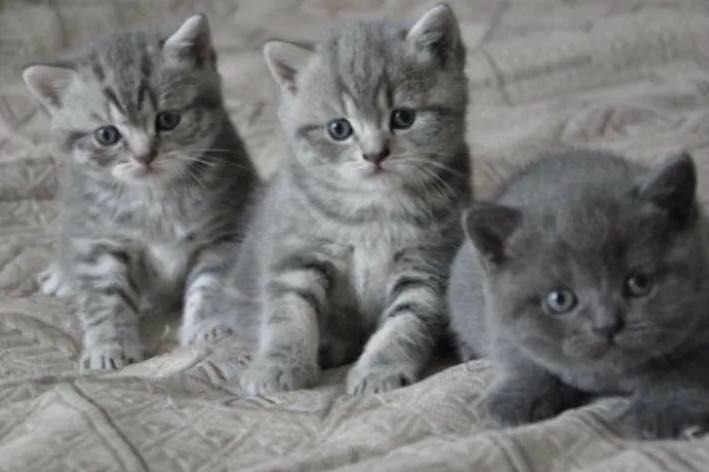 Шотландские котята