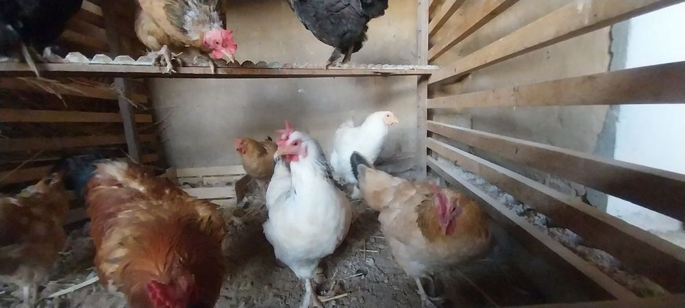 Uy tovuqlari sotiladi