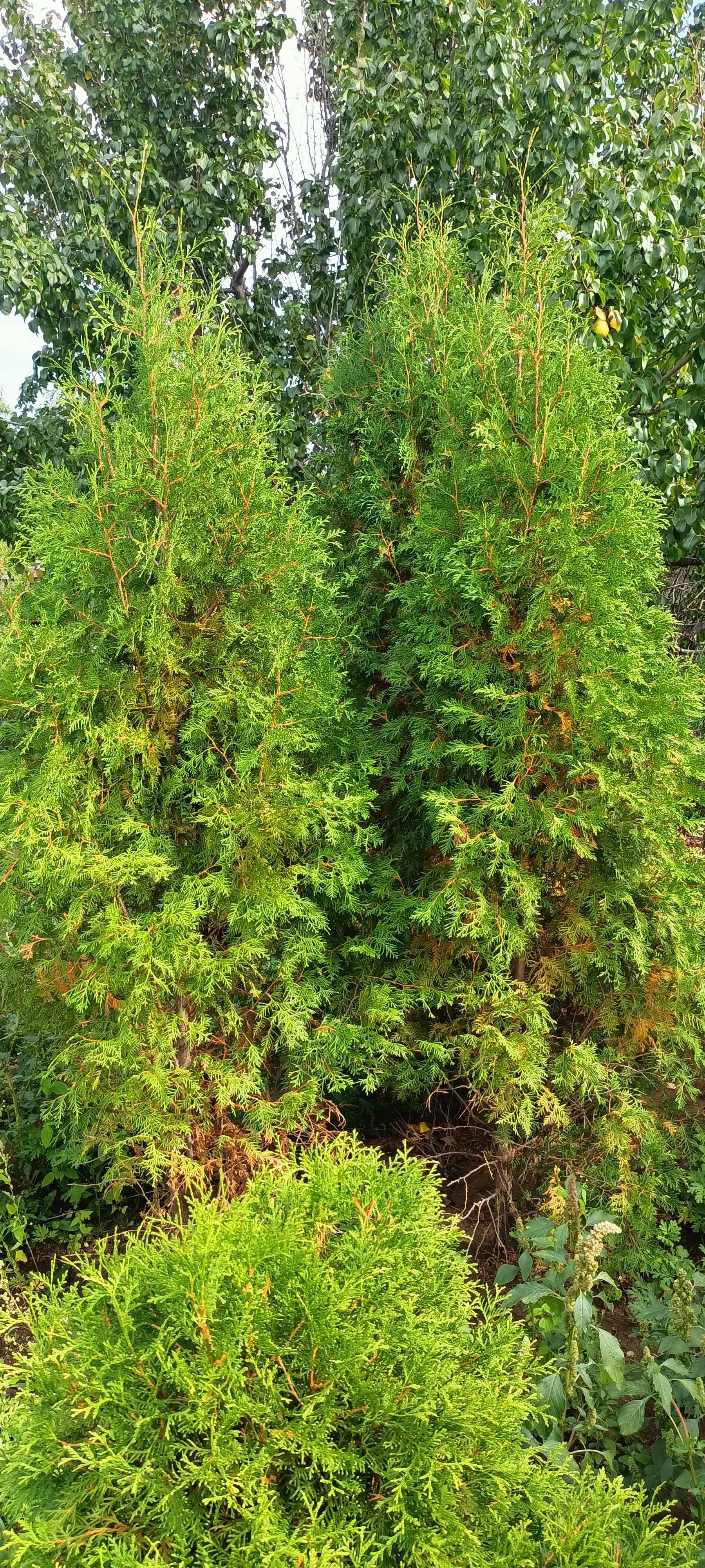 Продам Саженцы Хвойные, Декоративные, Плодовые деревья и кустарники.