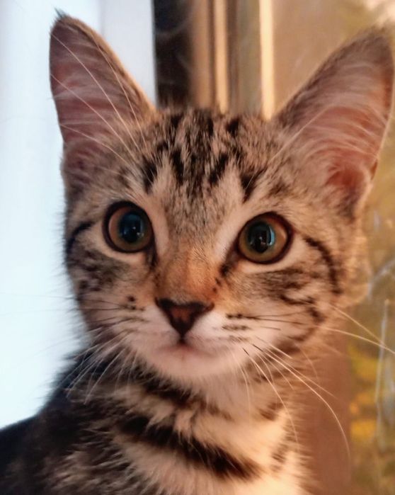 Очаровательные котятки ищут дом. Бесплатно. Доставка. Ловят всех.