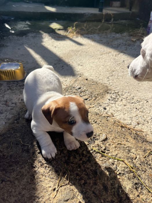 Джак ръсел териер