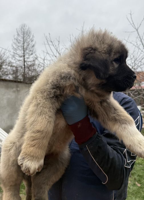 Mascul ciobanesc caucazian