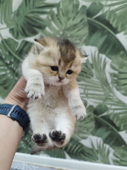 Котята золотая шиншилла