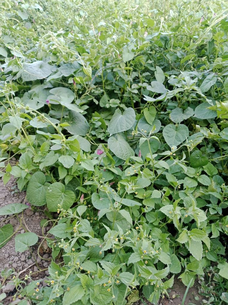 Картошка бор уз уйимда огородда хали ковланмаган,  сарик ва кизил.