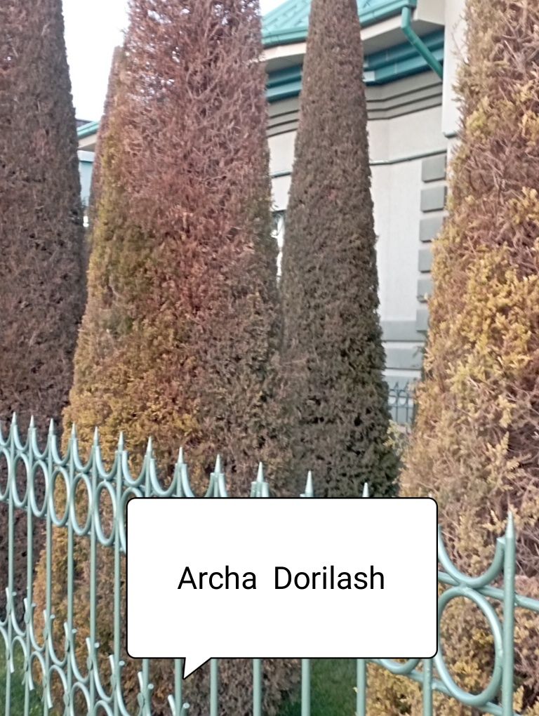 Archa kesish dorilash xizmati