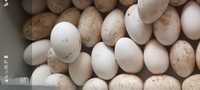 Vand ouă de găsca pentru incubat