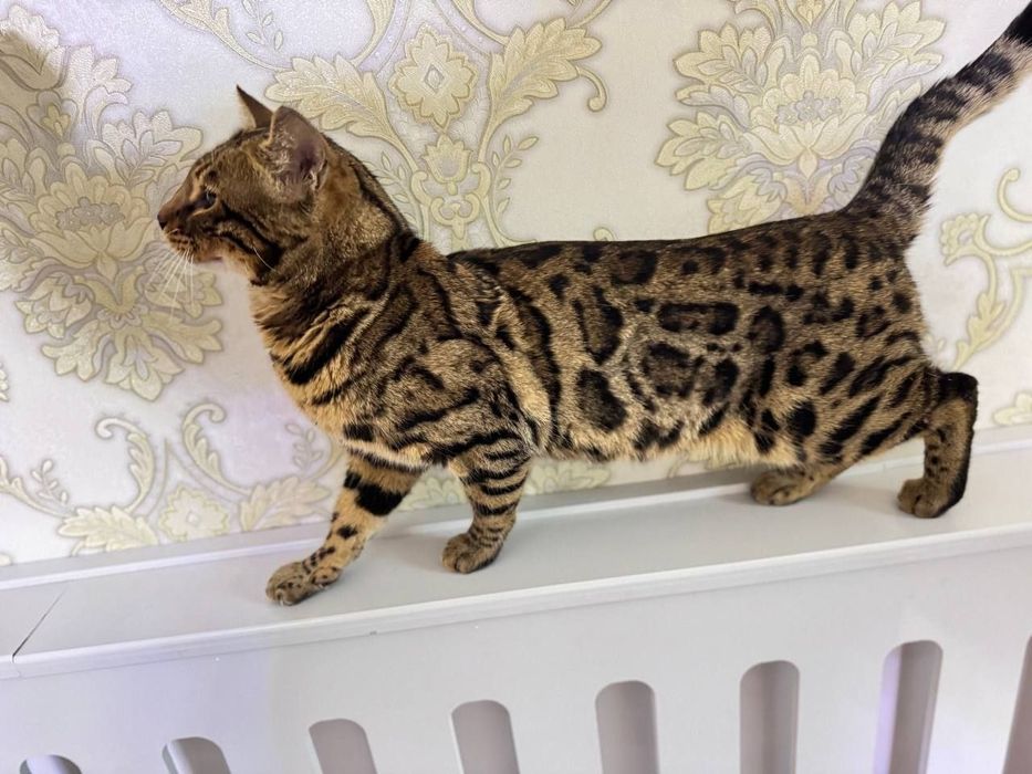 Bengaliski qoni toza para mushularimiza sotiladi