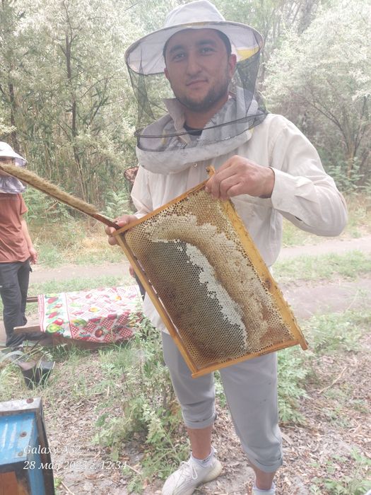 Сифатли тог ва пахта асал