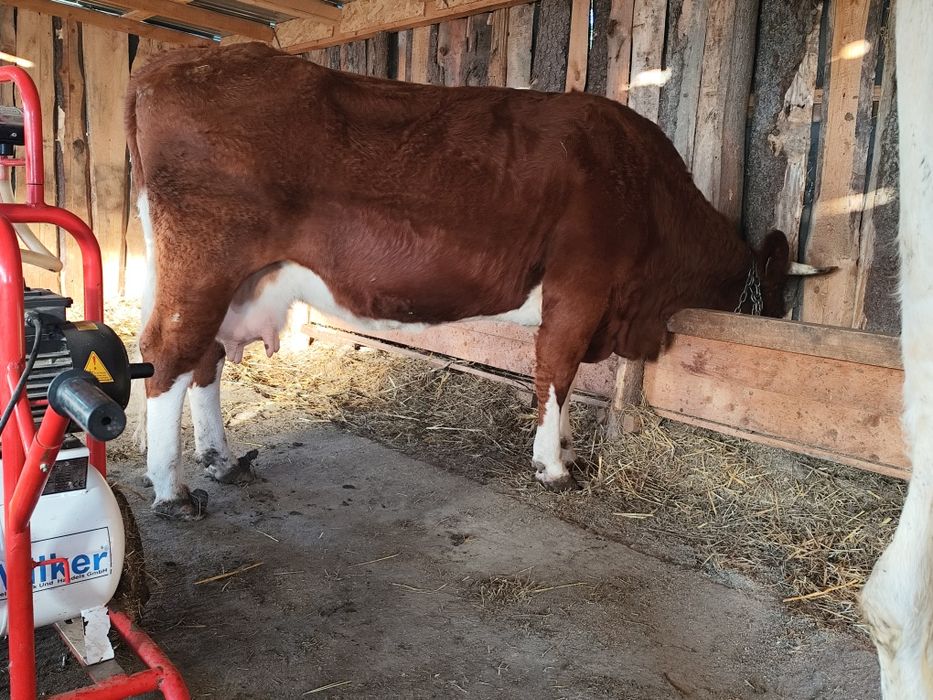 Vacă de vânzare  m