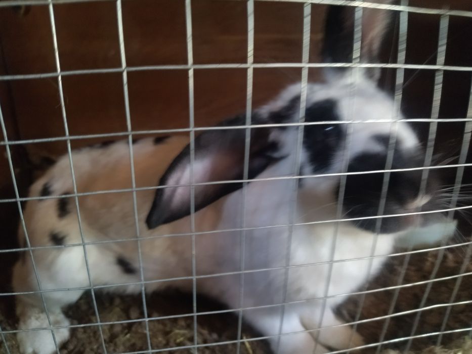 Крольчата парода фландер крупные