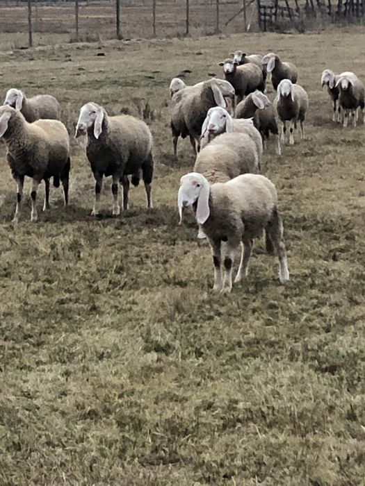 Vând berbecuți Bergamasca