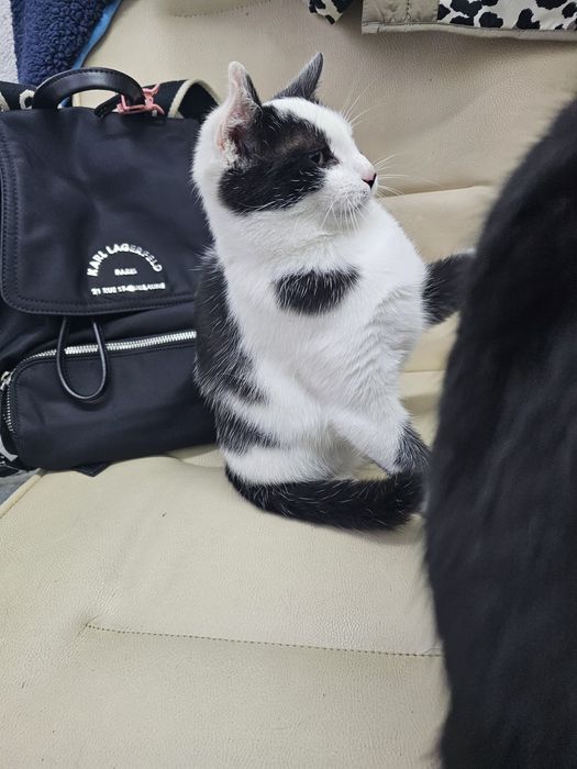 Малко котенце момиче.