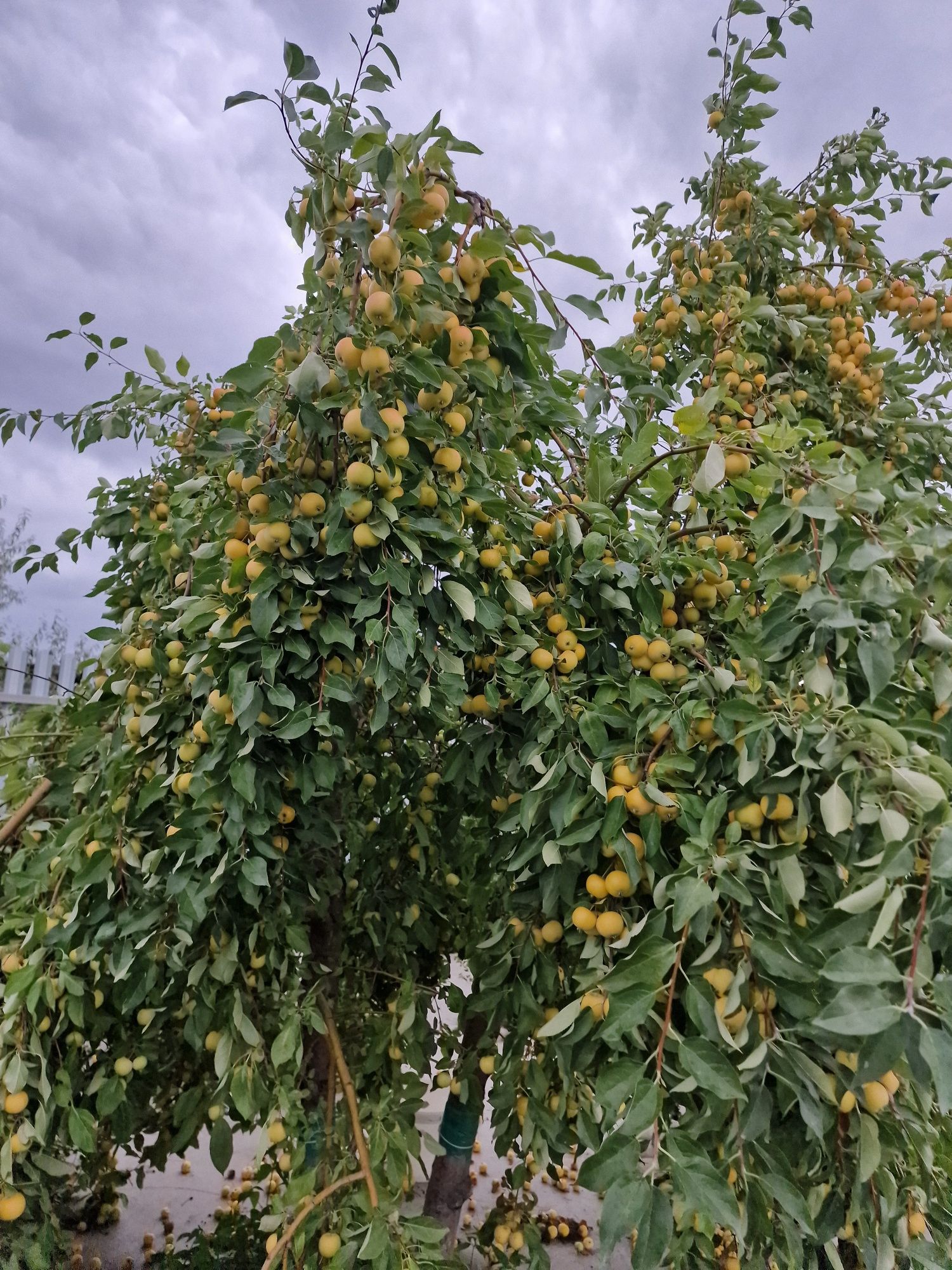 Продаётся дача на Федоровке