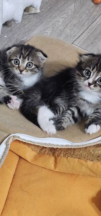 Продам котят девочка и мальчик