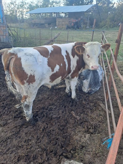 Vând viței de 200-300kg