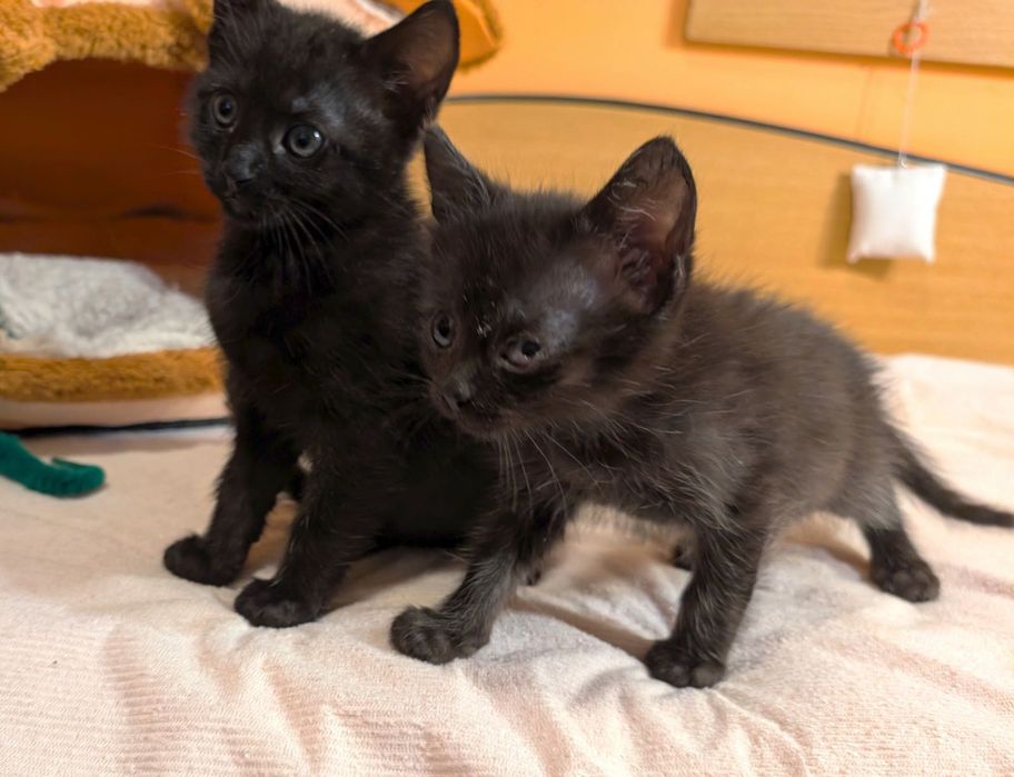 Motanei pentru adoptie