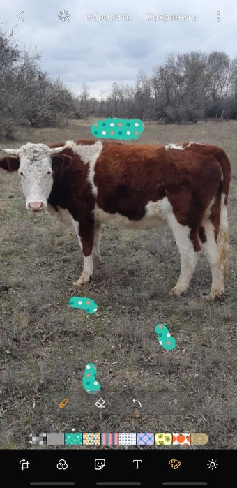 Мал сатылады кашарлар