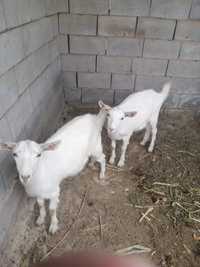 Продам козлов порода зайнинские на откорме стоят