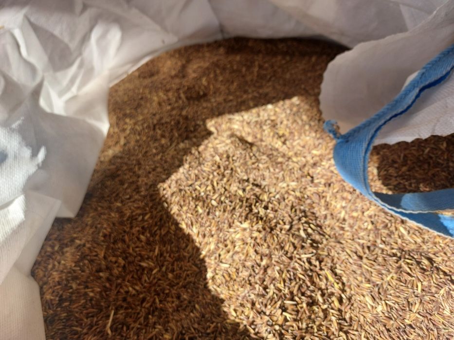 Vând cereale ovăz negru, grau