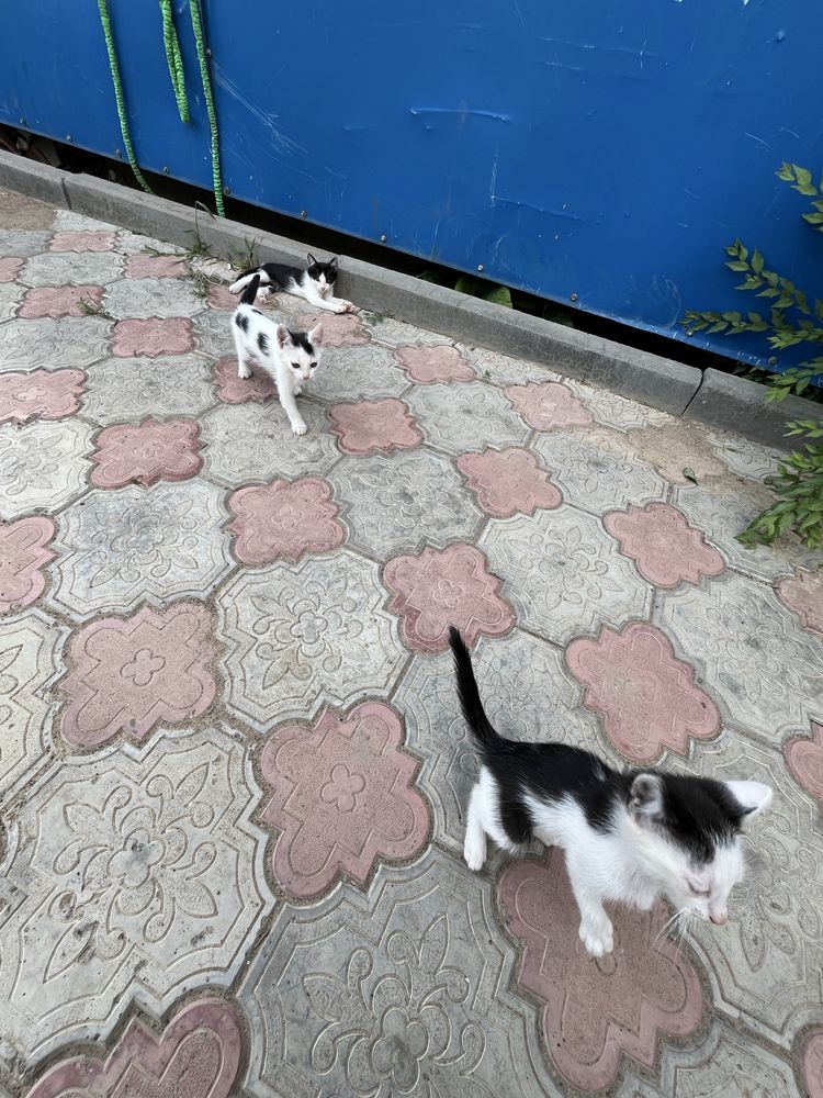 Отдам котят в добрые руки.