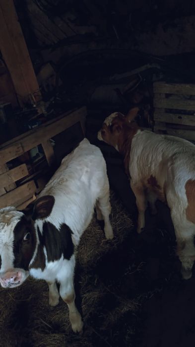 Vând doi viței mai multe detalii la Nr de telefon