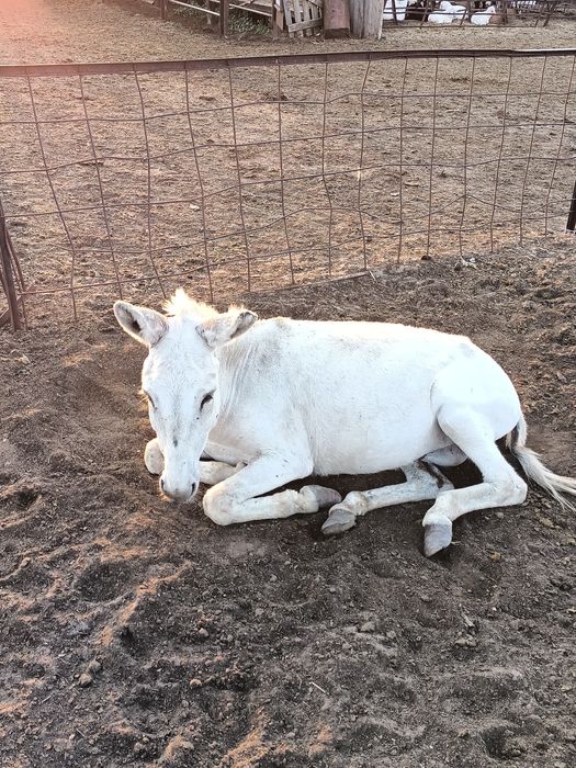 Продам Ослов (Ишаки)