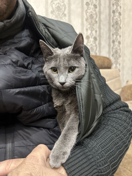 Кошка Русская голубая