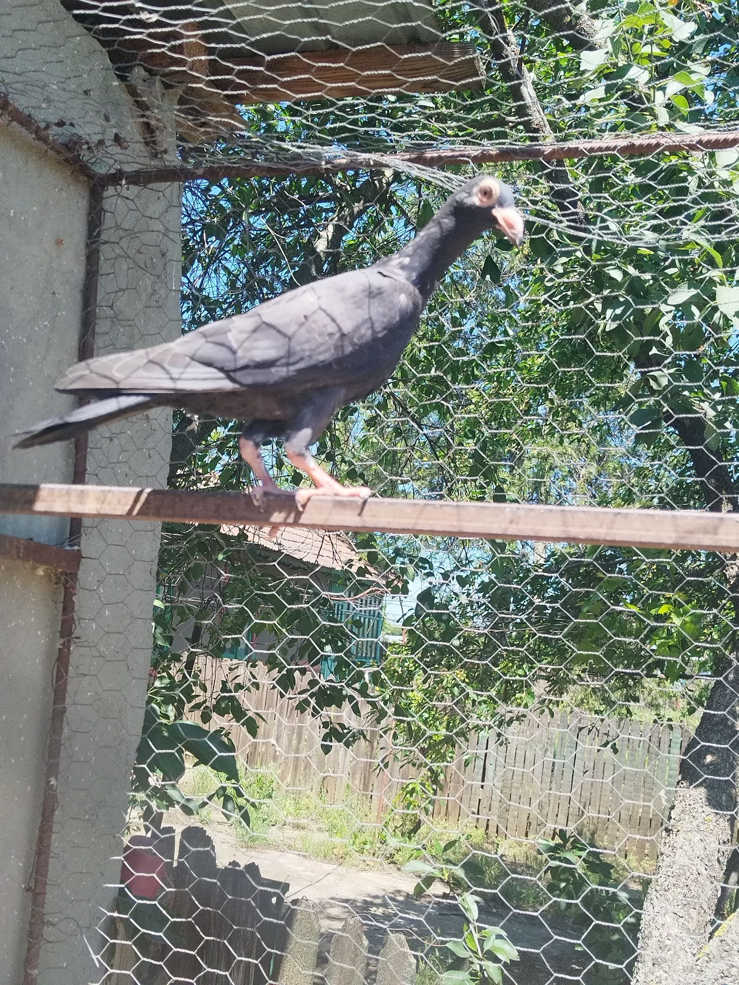 Porumbei carieri