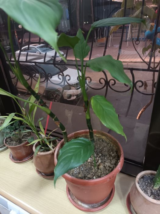 Продам цветы комнатные любой 25000 сум