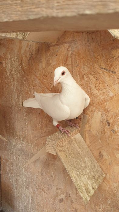 Ocazie! Vand 4 masculi voiajori de concurs cu origini foarte bune!