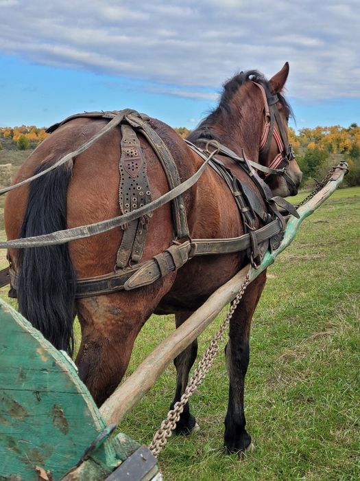 Mânză foarte bună de lucru