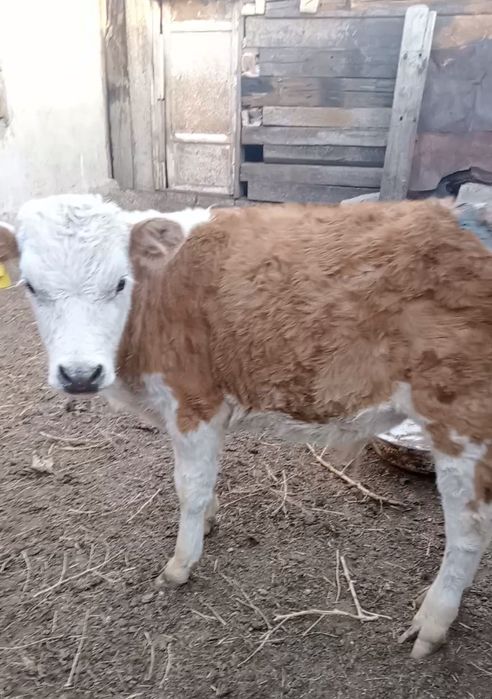 Бұзаулы сиыр 400000