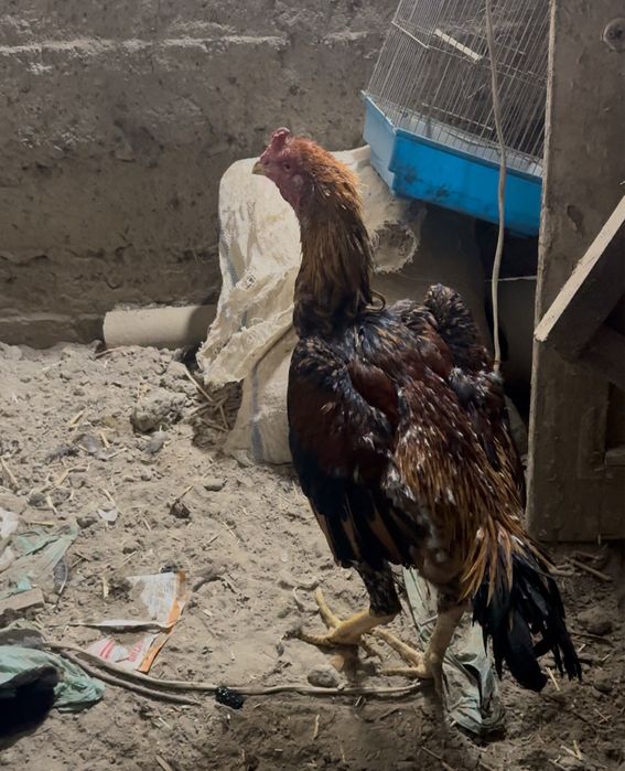 хорозлар сотилади