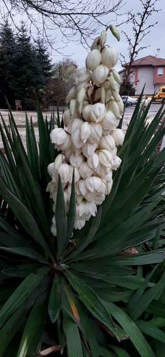 Градинска студоустойчива вечно зелена юка