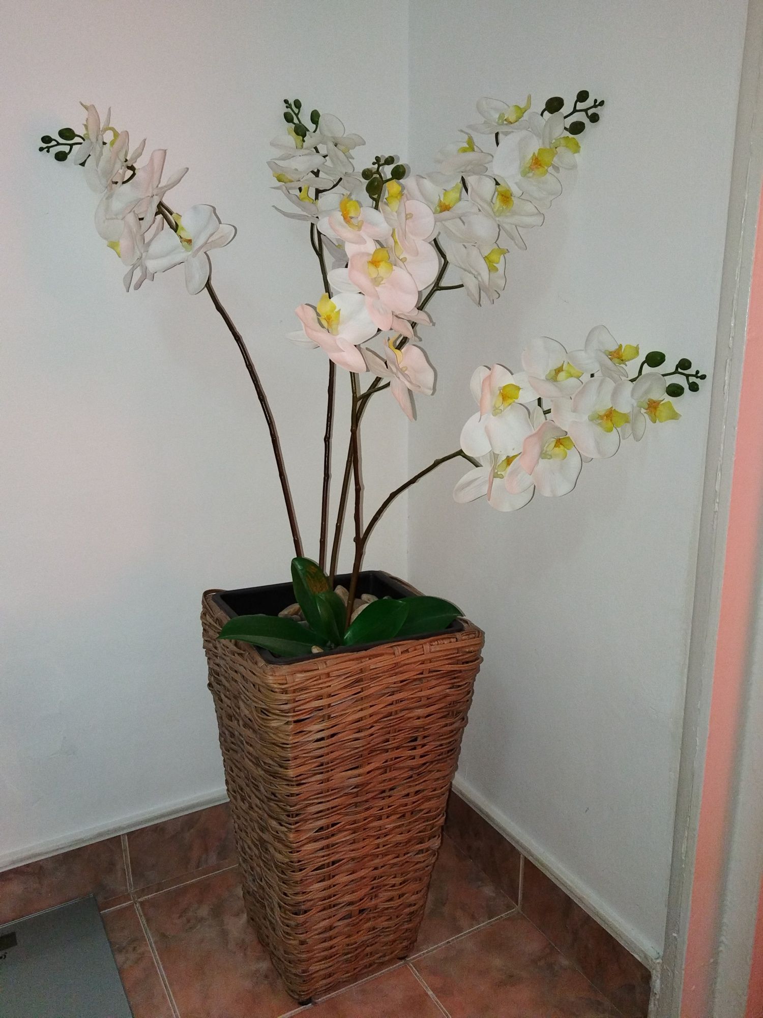 Plantă decorativă