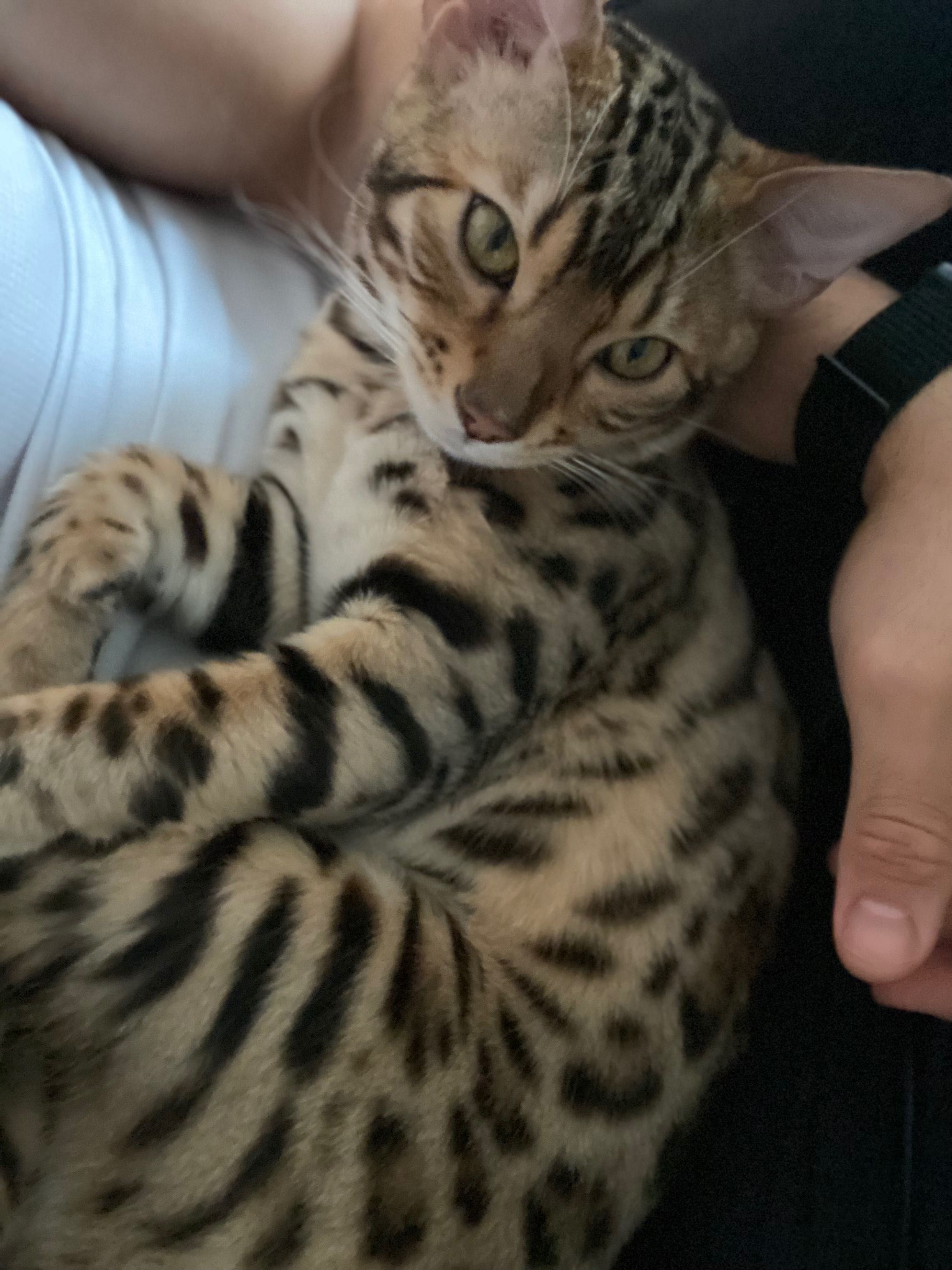 2 bengal  cats for sale